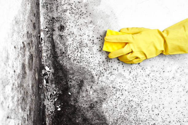 Mold Remediation for Rental Properties in Osage, IA