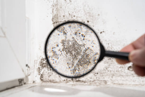 Best Black Mold Removal  in Osage, IA